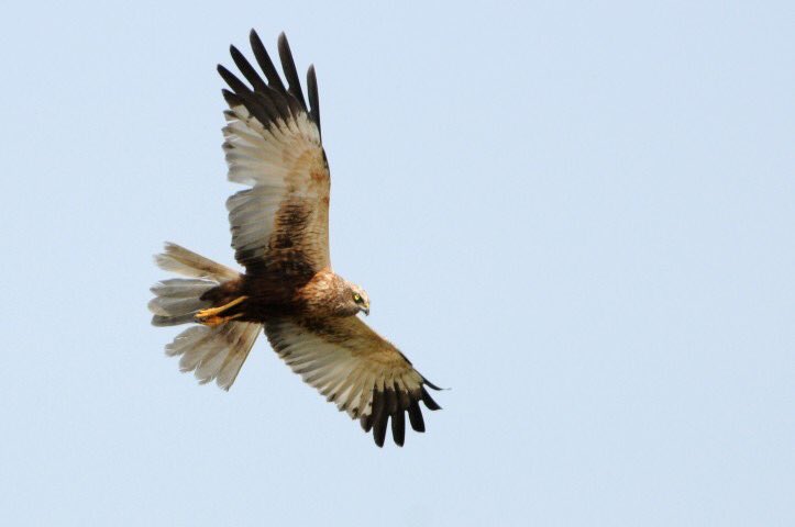 Marsh harrier, lost 1899, recolonised 1927, one 1 pair 1971 https://britishbirds.co.uk/wp-content/uploads/article_files/V91/V91_N06/V91_N06_P210_218_A058.pdfnow over 400 pairs