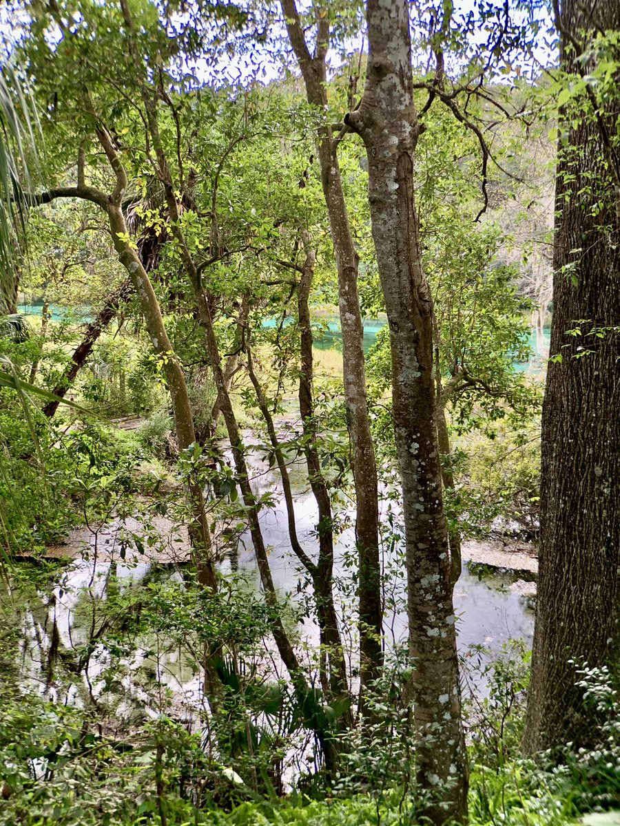 “You are there in my breaths and in the spaces between my breaths.”
- Avijeet Das

Please click to view. 

#AvijeetDas #PhotoOfTheDay #love #breathe #RainbowSpringsStatePark 
#spaces #florida #life #trees #springs