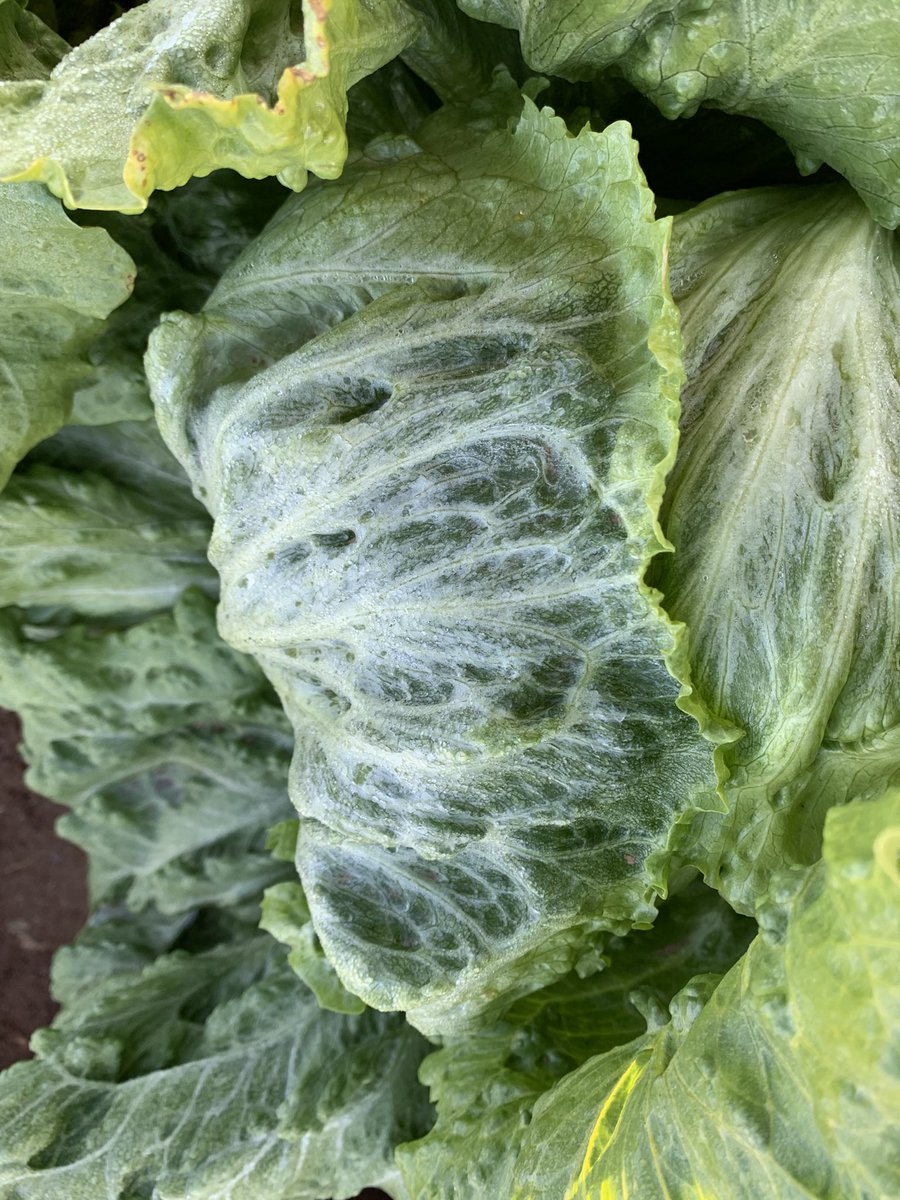 PasolargoF's tweet photo. Hacía muchos años que no veíamos heladas tan fuertes en campo de Cartagena. Lechuga Iceberg con dos y tres hojas congeladas https://t.co/xoXTVZ0QzF