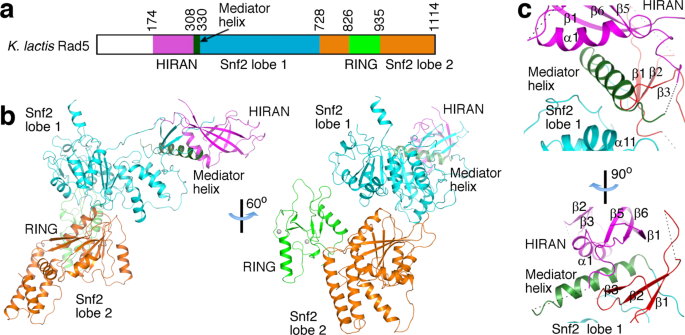 Song Xiang’s lab &amp; collaborators present the Rad5 crystal structure and reveal multiple activities of the yeast Rad5 HIRAN domain

go.nature.com/38FBj6B
