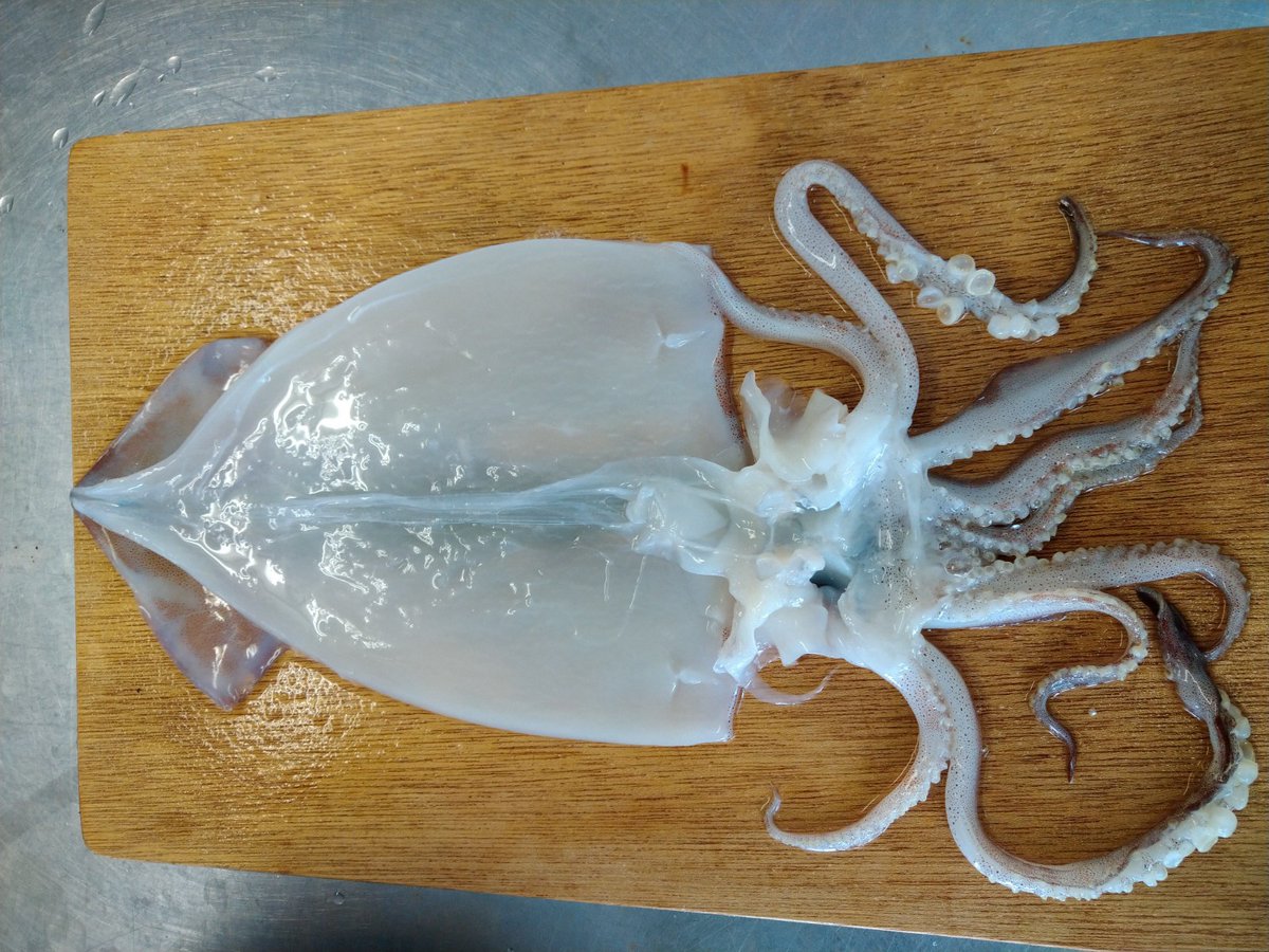 庄内観光コンベンション協会 体験の中で イカの体の構造から捌き方 一夜干しの作り方まで学ぶことができました 出来上がった一夜 干しは自分で持って帰れるのも嬉しいポイントです