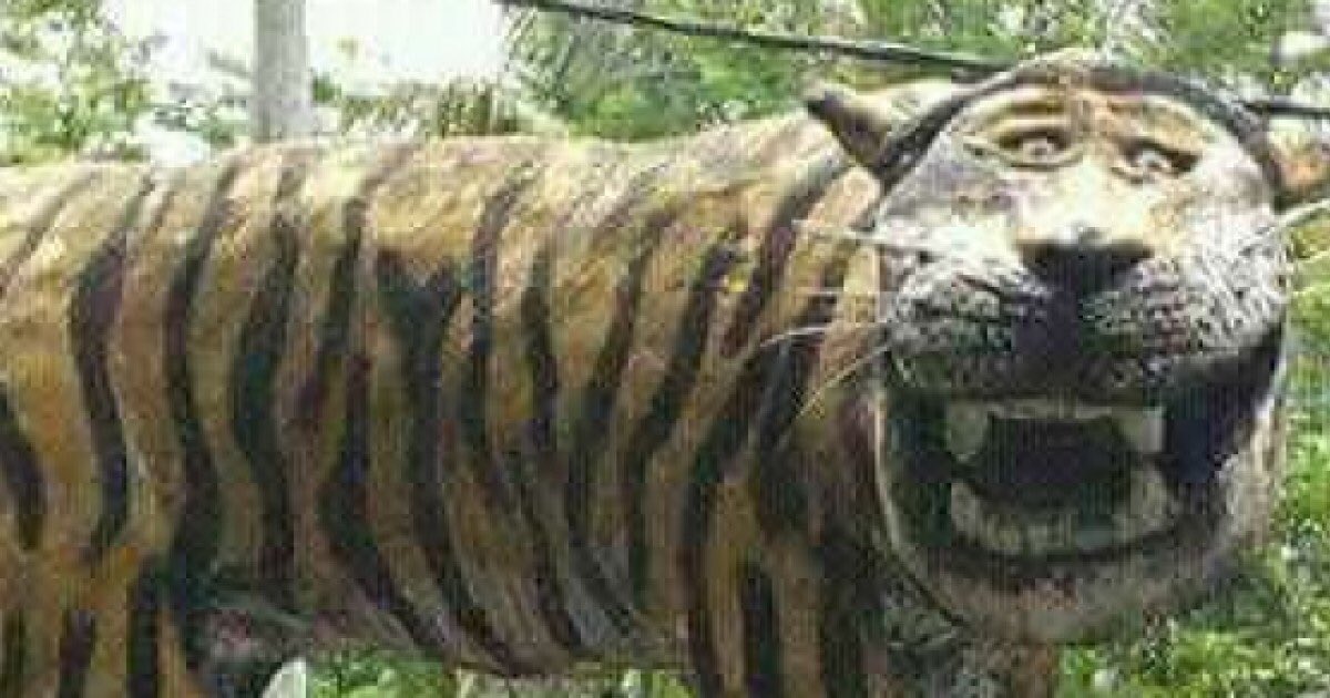 Down syndrome harimau White tiger
