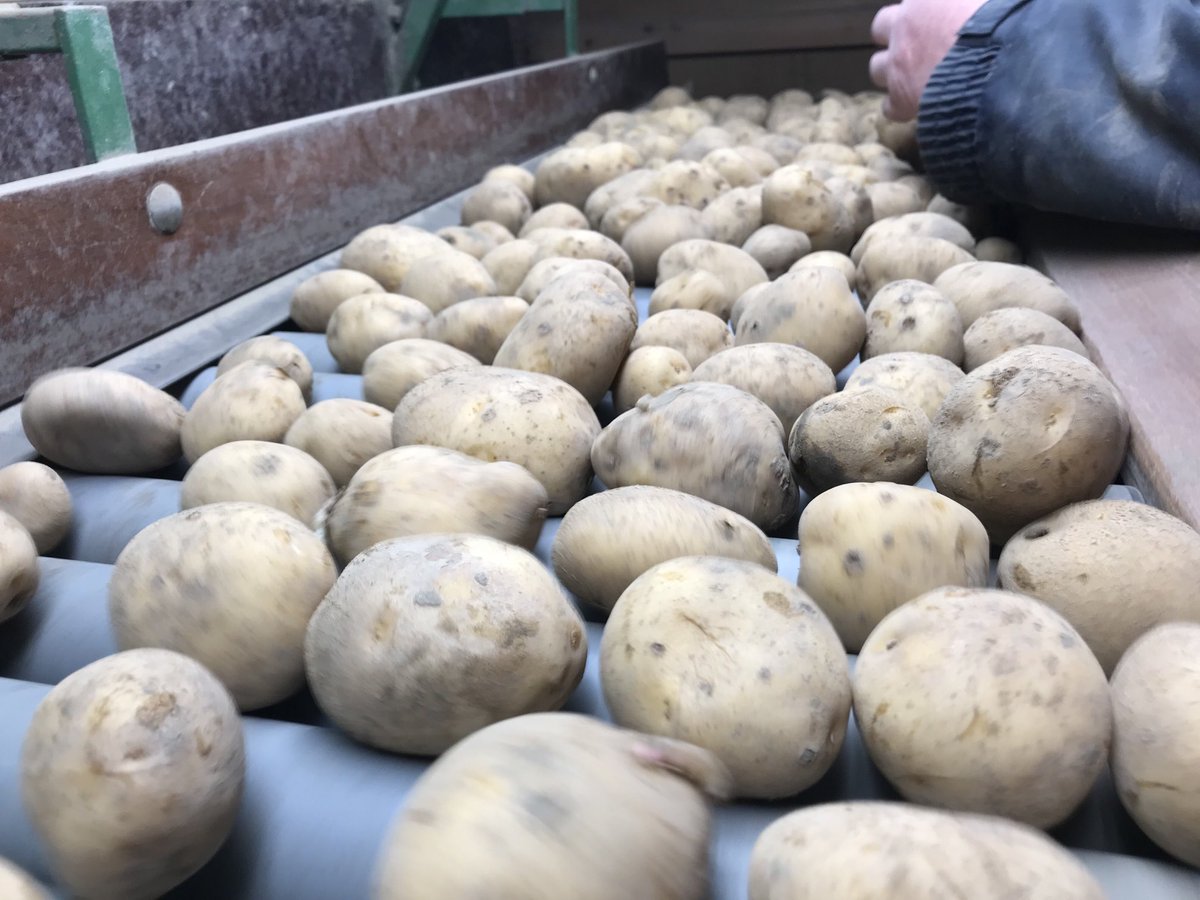 We zijn vandaag begonnen met het sorteren van de #aardappels.