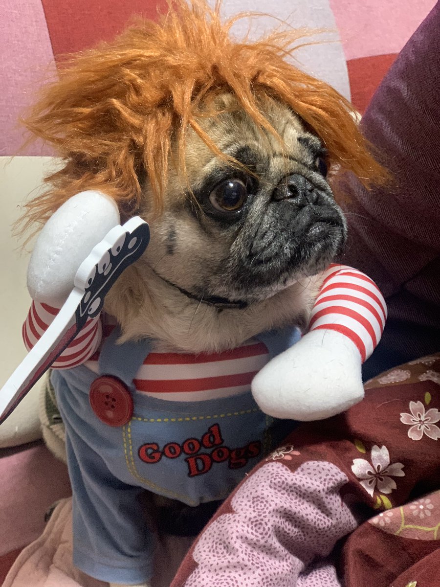 1427Ryuki's tweet photo. 可愛すぎるやろ？ https://t.co/IpibM4jgHl