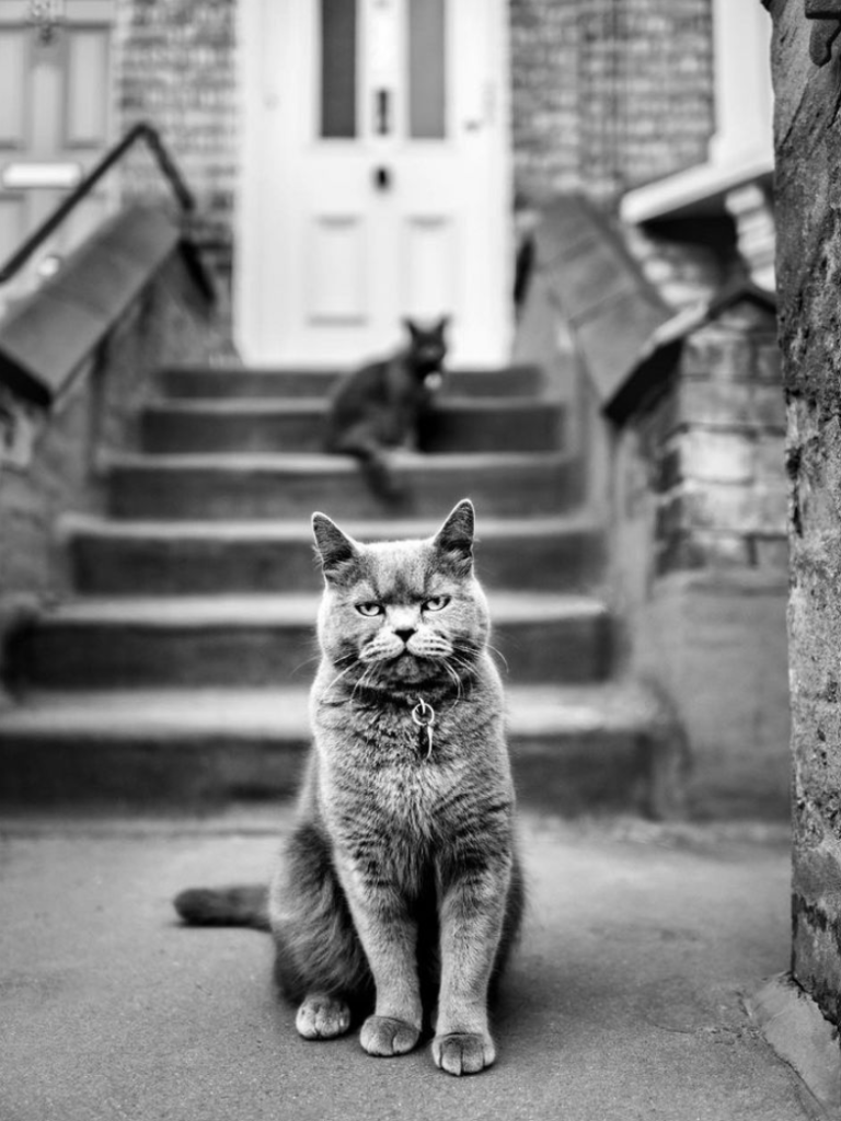 Leica_UK's tweet photo. Leica Ambassador, Alan Schaller, has continued exploring the city of London with his Leica M10 Monochrom. He's also been using the Leica Noctilux 50mm lens, pushing the hyperfocal distance technique to the limit. #LeicaM #MasterTheM https://t.co/VnIEjmHboS https://t.co/PDUNMc9ciu