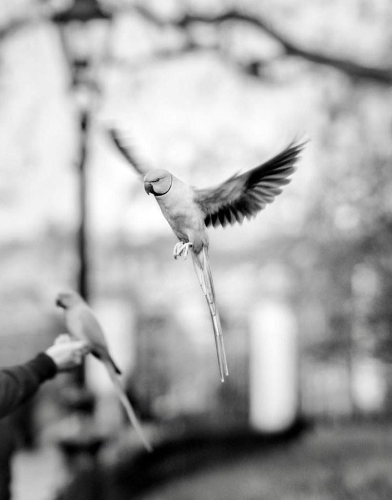 Leica_UK's tweet photo. Leica Ambassador, Alan Schaller, has continued exploring the city of London with his Leica M10 Monochrom. He's also been using the Leica Noctilux 50mm lens, pushing the hyperfocal distance technique to the limit. #LeicaM #MasterTheM https://t.co/VnIEjmHboS https://t.co/PDUNMc9ciu