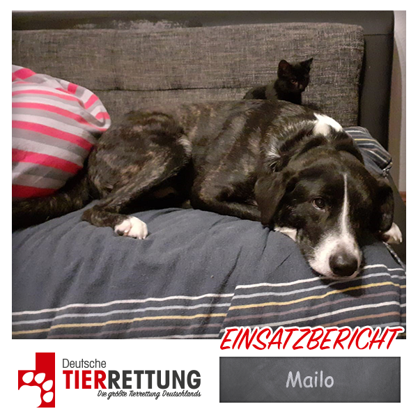 DtTierrettung's tweet photo. Tierrettung Einsatz: Mailo in Dortmund - https://t.co/lqPxCqZgMv https://t.co/k7rokdTbtN