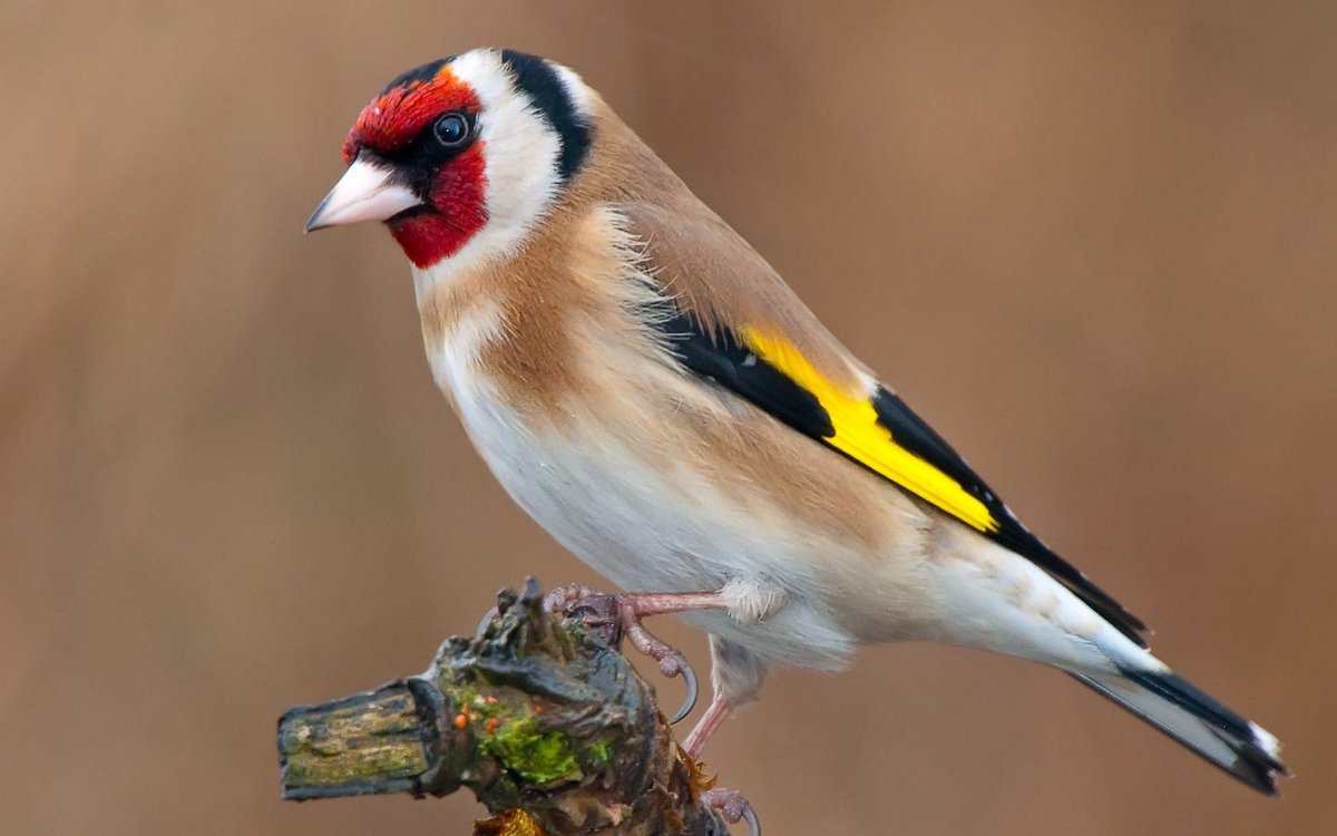Goldfinch increased by 80%bird feeding in gardens?In Victorian England you were more likely to see one in a cage in some regions so busy were bird-catchers for pet trade, no protection
