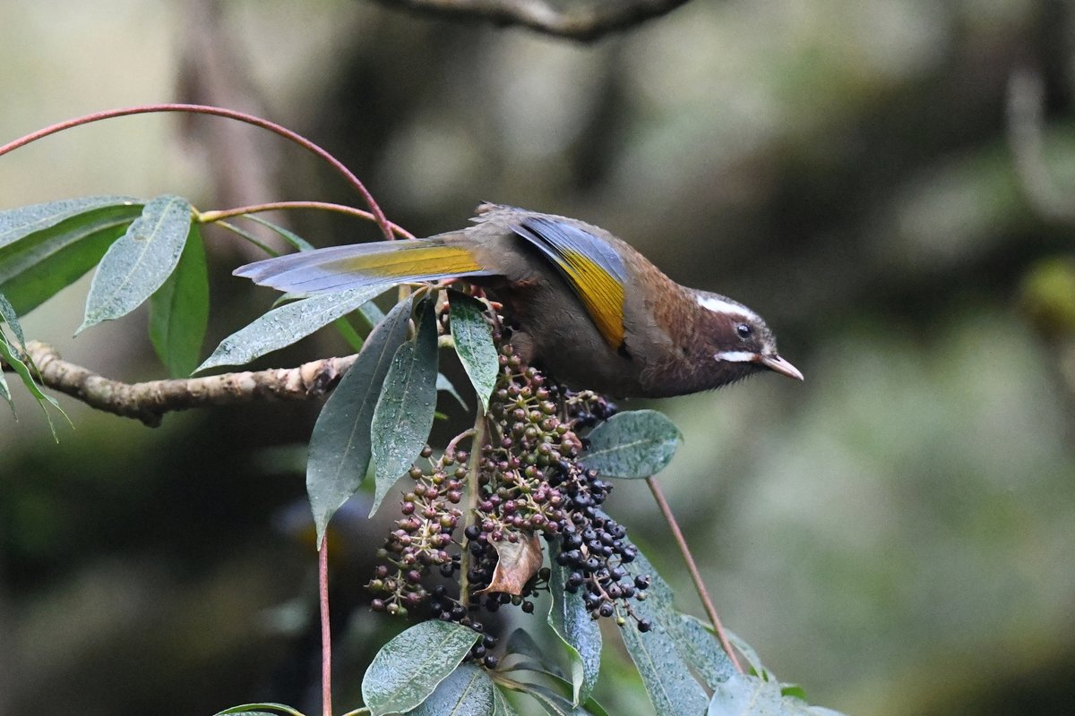 taiwanbirdguide's tweet photo. The endemic #WhiteWhiskeredLaughingThrush eats the seed of enbdemic Taiwan Schefflera (Schefflera taiwaniana) in #Tataka, #YushanNP

#NYBC #NYBCTaiwan #NYBCTaiwan2021 #NewYearBirdCount
#TaiwanBirdGuide #bird #birding #birdtour #Taiwan #TaiwanEndemicSpecies https://t.co/f1rXJUo173