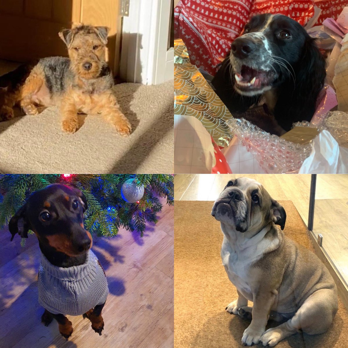 Until one has loved an animal, a part of ones soul remains unawakened - Anatole France. 

Swipe to see our superhero pets! 🐶🐱🐰

#georgemoss #GeorgeMossbyAppointment #petsofinstagram #pets #petstagram #dogsofinstagram #doglife #doglovers #dogoftheday #puppiesofinstagram