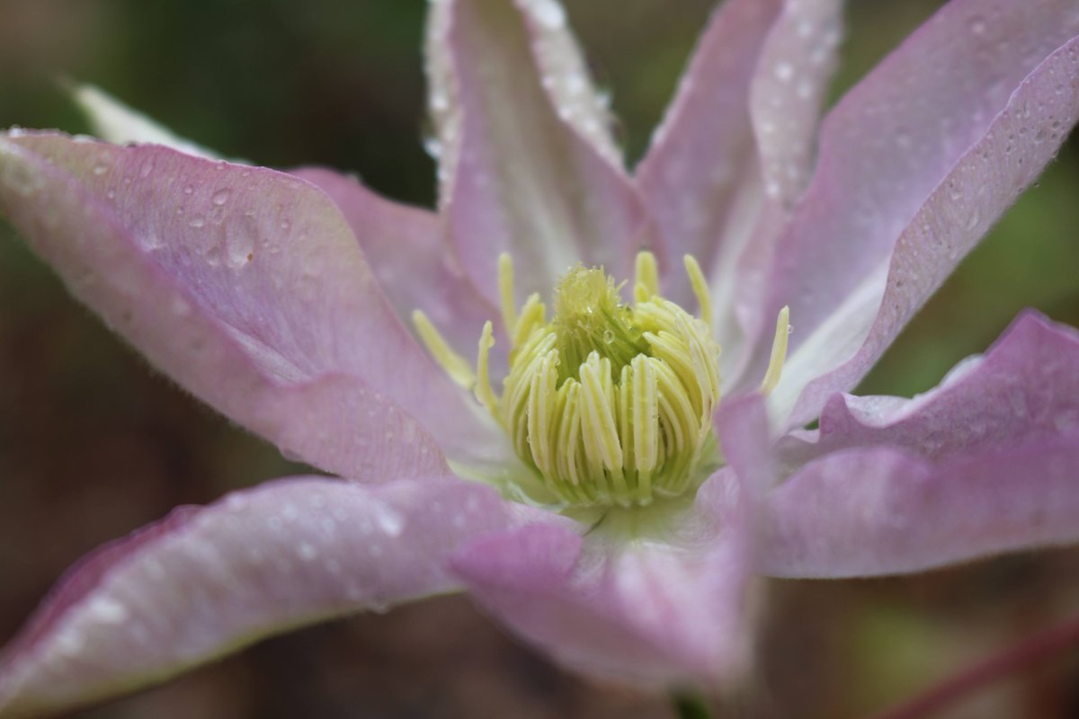 PhotographySvj's tweet photo. This beautiful clematis was flowering at @SissinghurstNT back in October💮
@nationaltrust @southeastNT 
#SissinghurstCastle #NationalTrust #clematis #rainyday #winter #pink #flower https://t.co/Z3aTaDaRaR