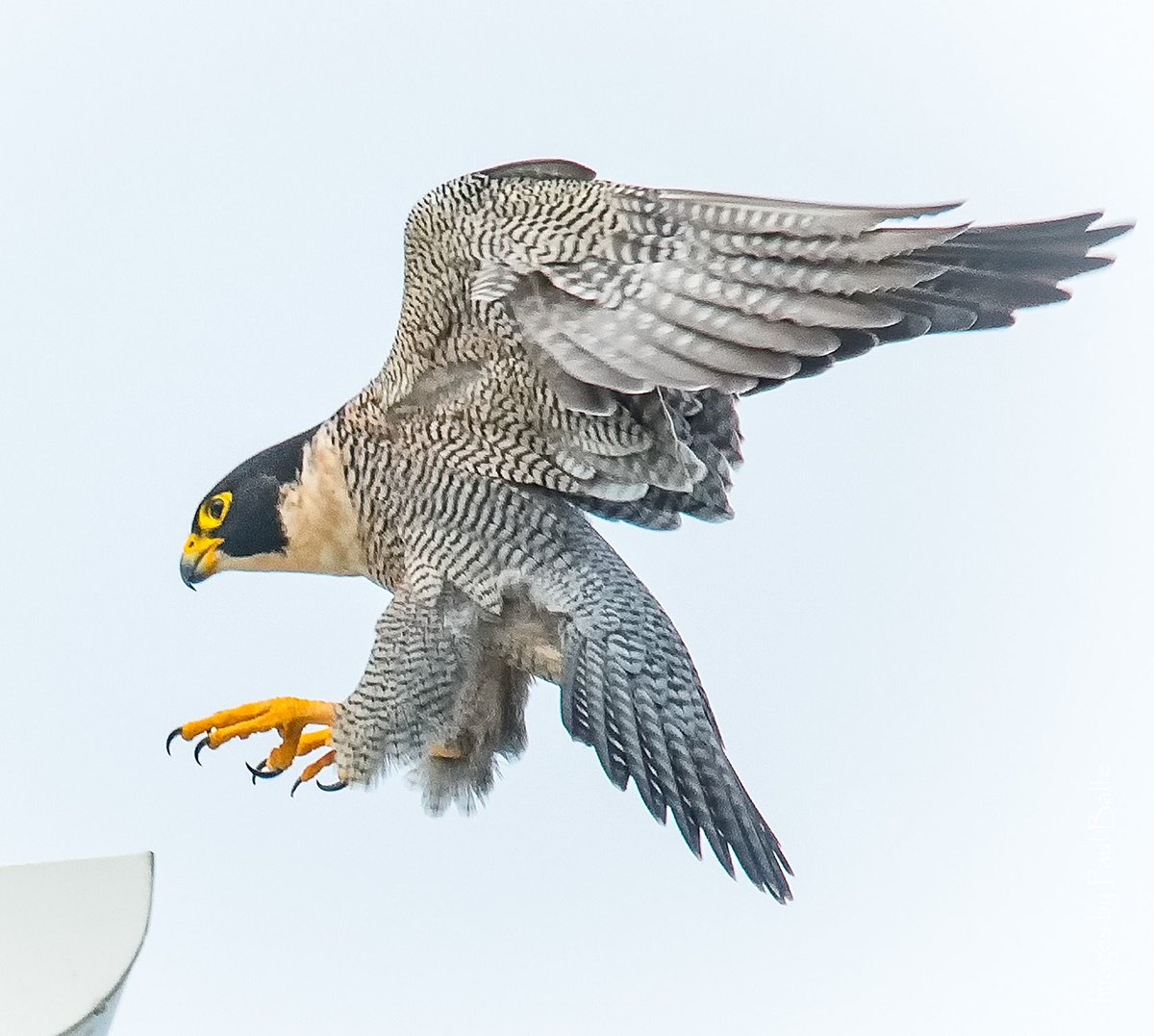 peregrine falconpollution and persecution controlincredible they nest in many cities!