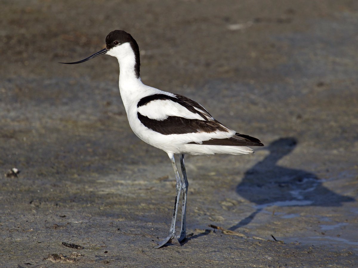 Avocetlost for 100 years recolonising 1940s now breeding in West Midlands https://britishbirds.co.uk/wp-content/uploads/article_files/V71/V71_N03/V71_N03_P102_122_A025.pdf