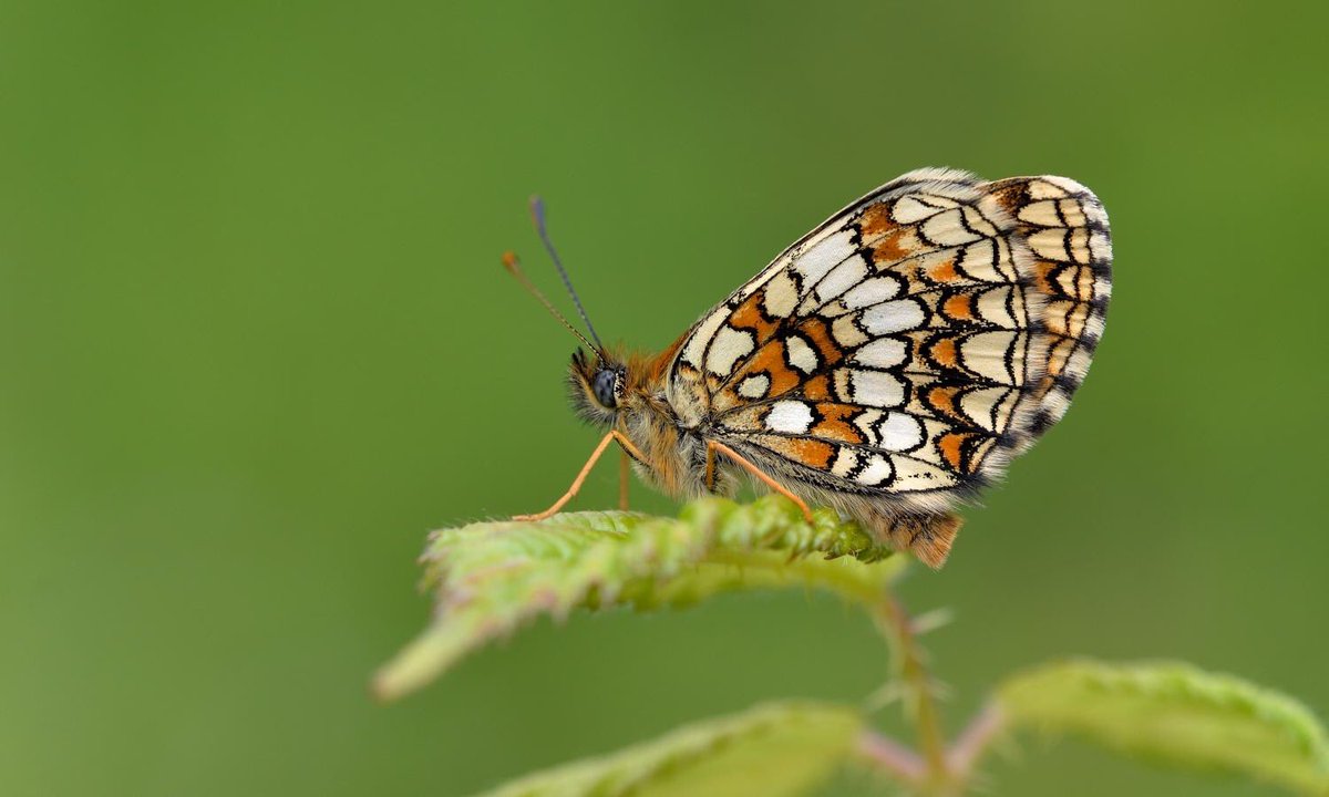 Butterfly populations which seemed in terminal decline have improved due to conservation workHeath fritillary