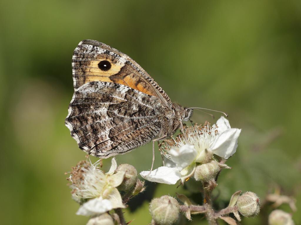 I live next to a sand dune national nature reserve this species used to visit my garden, why has it declined? likely due to Nitrogen Oxide from our car exhausts, this is an airborne plant fertiliser, the bare sand patches in dunes this butterfly needs is covered by grass