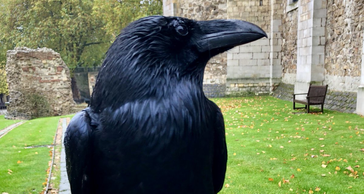 We have some really unhappy news to share. Our much-loved raven Merlina has not been seen at the Tower for several weeks, and her continued absence indicates to us that she may have sadly passed away. (1/4)