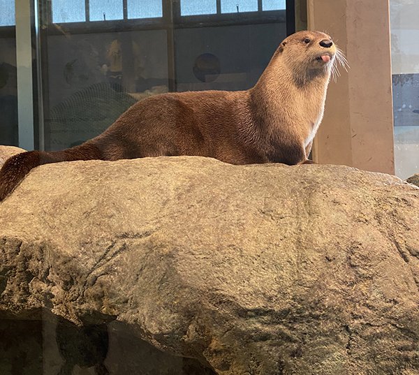TheDailyOtter's tweet photo. The most dignified blep https://t.co/xST5HGKPM3 📸: @AquariumOTheBay https://t.co/LjEZDIAlRc