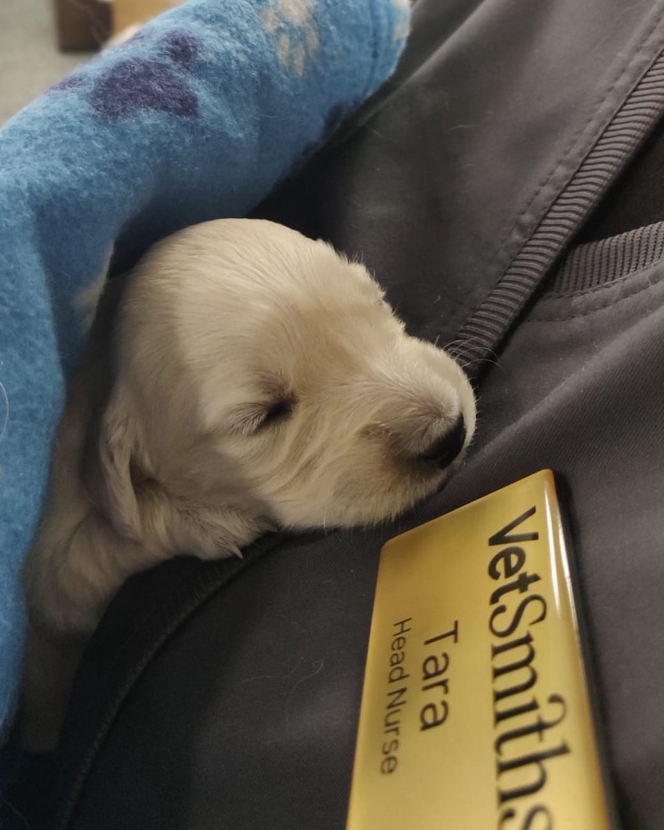 vetsmiths's tweet photo. And they call it PUPPY LOVE  🐶  💖  Tara's certainly fallen in love!

We felt the need to spread some love and joy today, so sharing this adorable little one who's bound to bring a smile.  Cuuuuute!! 

#MoreThanJustVets 
#LookingAfterPetsDuringLockdown https://t.co/d2QFABVV1B