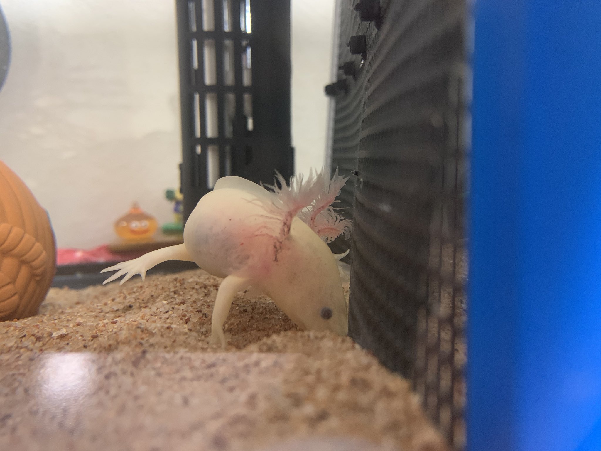 とぉこ 教えてください 今ニパが鰓を掻いているので見てみたら 右真ん中の外鰓 がいつも以上に折れていて 写真だと見にくいけど 鰓の先っぽに血 のような小さいものが複数付いています どうしたらいいですか ウーパールーパー とぉこ 教えてください 今ニパが鰓を掻いているので見てみたら 右真ん中の外鰓 がいつも以上に折れていて 写真だと見にくいけど 鰓の先っぽに血 のような小さいものが複数付いています どうしたらいいですか ウーパールーパー