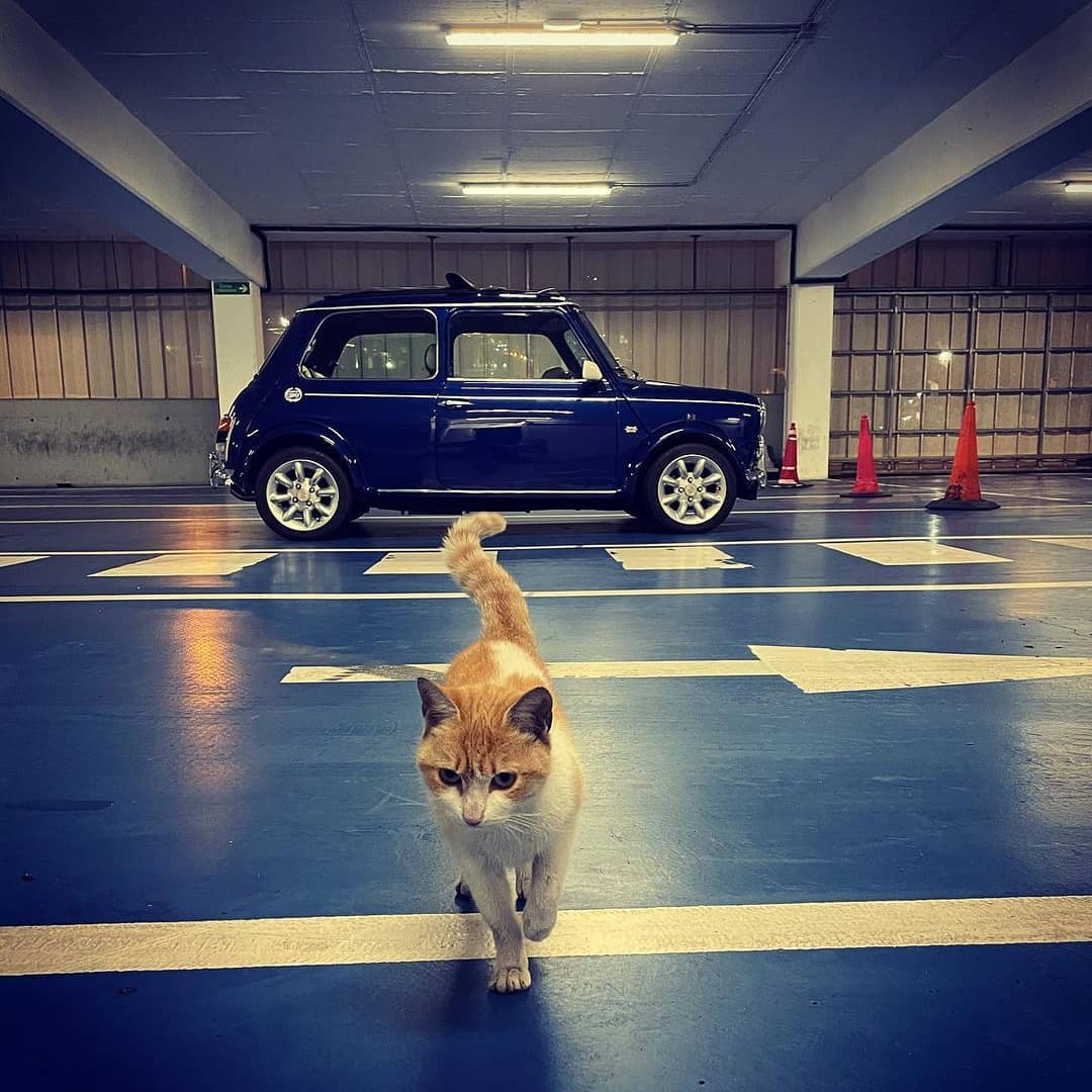 justminicooper's tweet photo. Back Home 🚙!!
Owner: @xinos9
#cars #carlifestyle #vintagecars #oldcar #mini #minicooper #cats #cat #britishcars #justminicooper #minifan #minicar #caroftheday #miniclassic #minigirls #miniuk #classicmini #pet #pets #jpmini #minimania #ukminis #rovermini #oldmini #austinmini https://t.co/vI80cyMwUu