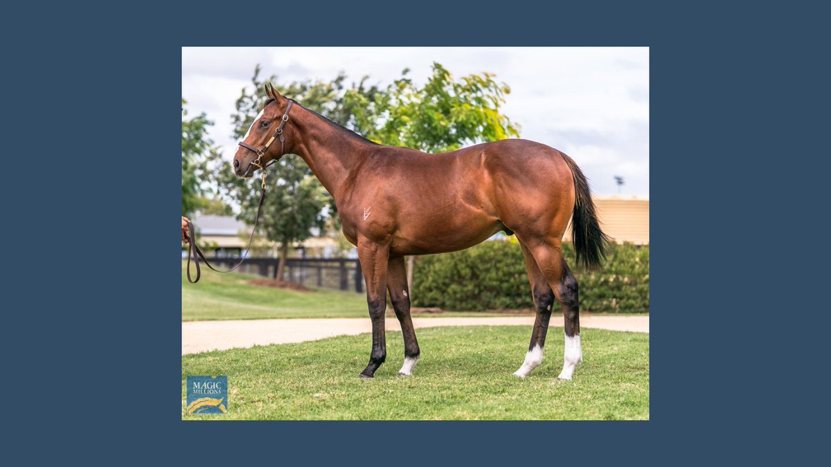 Thrilled to purchase this Pierro x Donelle colt with <a href="/BBakerRacing/">Bjorn Baker Racing</a> 

Lot 235 from <a href="/NewgateFarm/">Newgate</a> - this colt has been a standout his whole life according to Henry Field, showing maturity and strength in the paddock.

l8r.it/XeNI

#magicmillions2021 <a href="/MagicMillions/">Magic Millions</a>