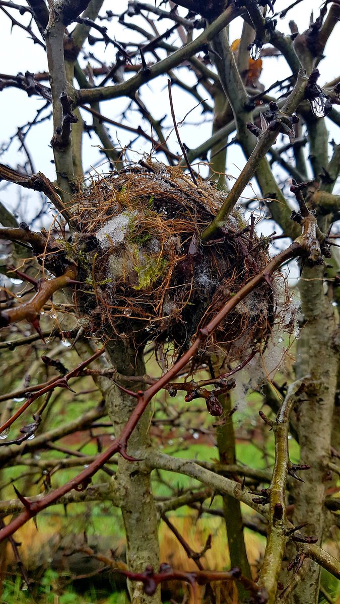 What birds nest is this ? .