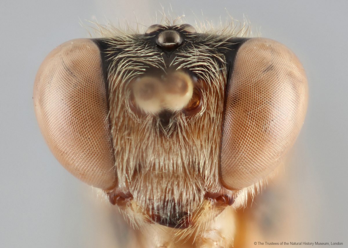 Digitising the NHM tweet media