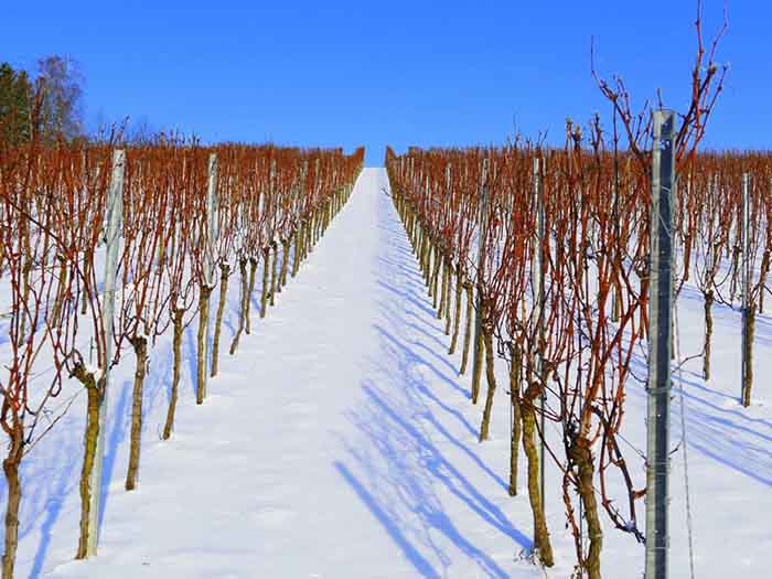 decasarural's tweet photo. La nieve❄️: El bálsamo🧴 de las viñas🍇 en su justa medida.
➡️https://t.co/UQM3XPzn36⬅️
#TurismoRural #Enología #FelizVinoatodos #Decasarural #Yosoydebares #Soydevinos #Winelover https://t.co/XvBx2NoNSw