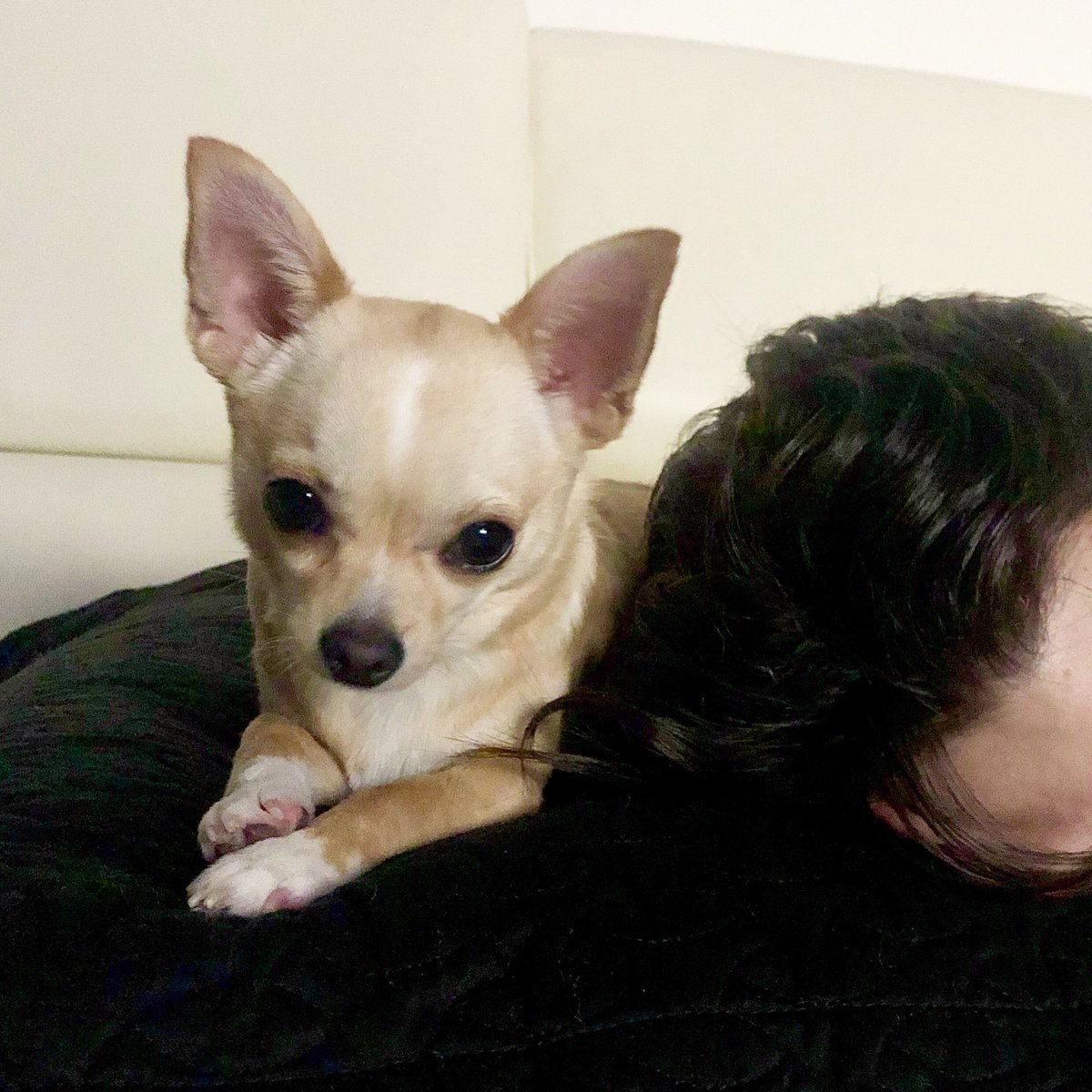 Thank you for all of the birthday wishes! Goodnight 🌙✨

#HappyBirthday #chihuahua