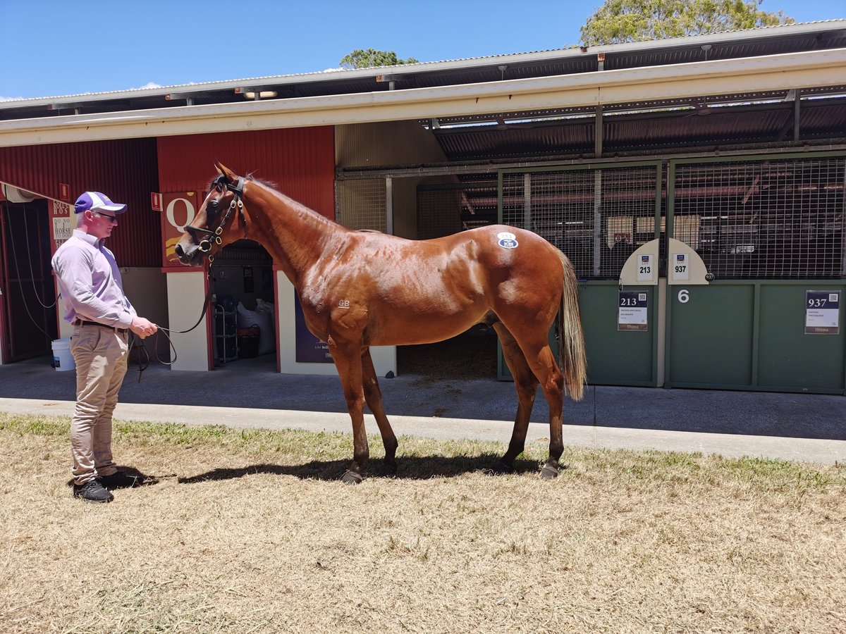 Zhongli Thoroughbreds Pty Ltd (@zhonglitbreds) on Twitter photo We're on the board!! 👏.
Strong couple of days <a href="/mmsnippets/">Magic Millions</a> So it's very exciting to welcome Lot 213 an Exceed and Excel x De Groove Colt to the family!
Great result this 210k purchase from <a href="/BhimaTBreds/">Bhima Thoroughbreds</a>. 🥂
<a href="/DarleyAus/">Darley in Australia</a>
#buytheoneyouwant We're on the board!! 👏.
Strong couple of days <a href="/mmsnippets/">Magic Millions</a> So it's very exciting to welcome Lot 213 an Exceed and Excel x De Groove Colt to the family!
Great result this 210k purchase from <a href="/BhimaTBreds/">Bhima Thoroughbreds</a>. 🥂
<a href="/DarleyAus/">Darley in Australia</a>
#buytheoneyouwant