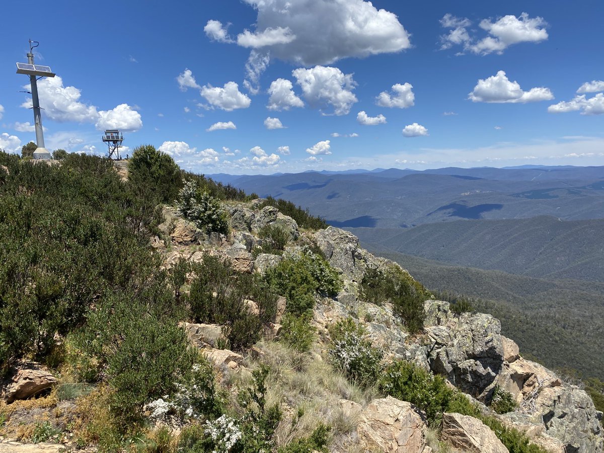 Summit of Mt Corree today. Swarming with insects, including the Diamond weevil tweeted earlier.