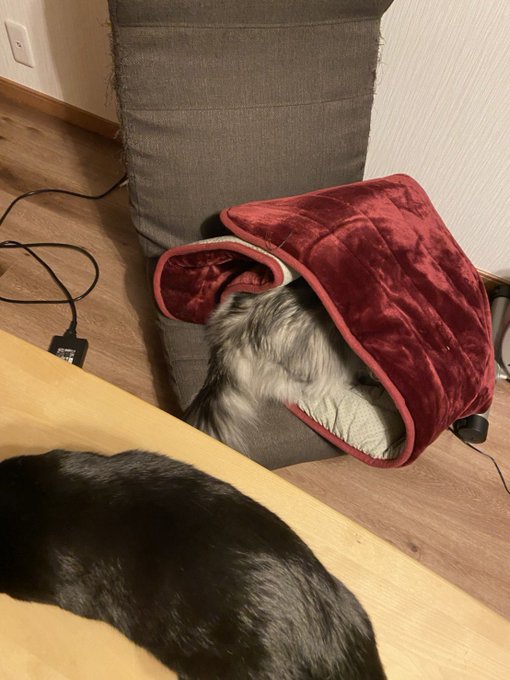 本日の頭隠して尻隠さず 