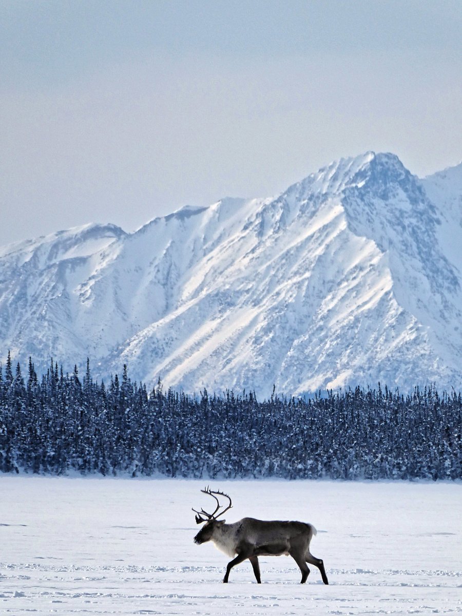 SierraClub's tweet photo. Last week, @Interior held their destructive lease sale of the Arctic Refuge. Tens of thousands of activists like you have fought for this sacred place until now -- and we can’t stop now. Join us this Thursday, Jan 14 @ 5 PST to learn what’s next -- RSVP: https://t.co/6vRFqB7yGy https://t.co/MgugHdPvat