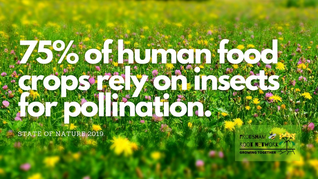 FrodshamRoots's tweet photo. A healthy natural environment is an essential for our survival. Have your say on where you think Cheshire West & Chester Council should plant wildflowers and support pollinators >> https://t.co/ufmf9ZSEIw #wildflowerwednesday #frodsham #frodshamroots #morebeesplease https://t.co/pfjCrk66Jp