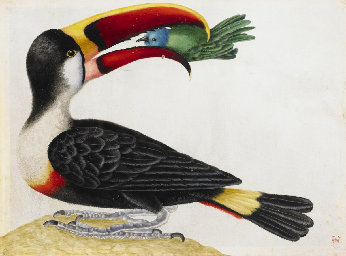A watercolour toucan with a black body and a red and yellow bill, holding a small green and blue bird in its mouth. 
