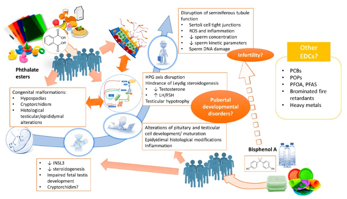 Avoid Plastics Plastics are manufactured with toxic chemicals like BPA, BPS & phthalates. These chemicals can mimic estrogen & are endocrine disruptors.EDC's negatively impact hormone production, so can lower testosterone & cause multiple other health issues