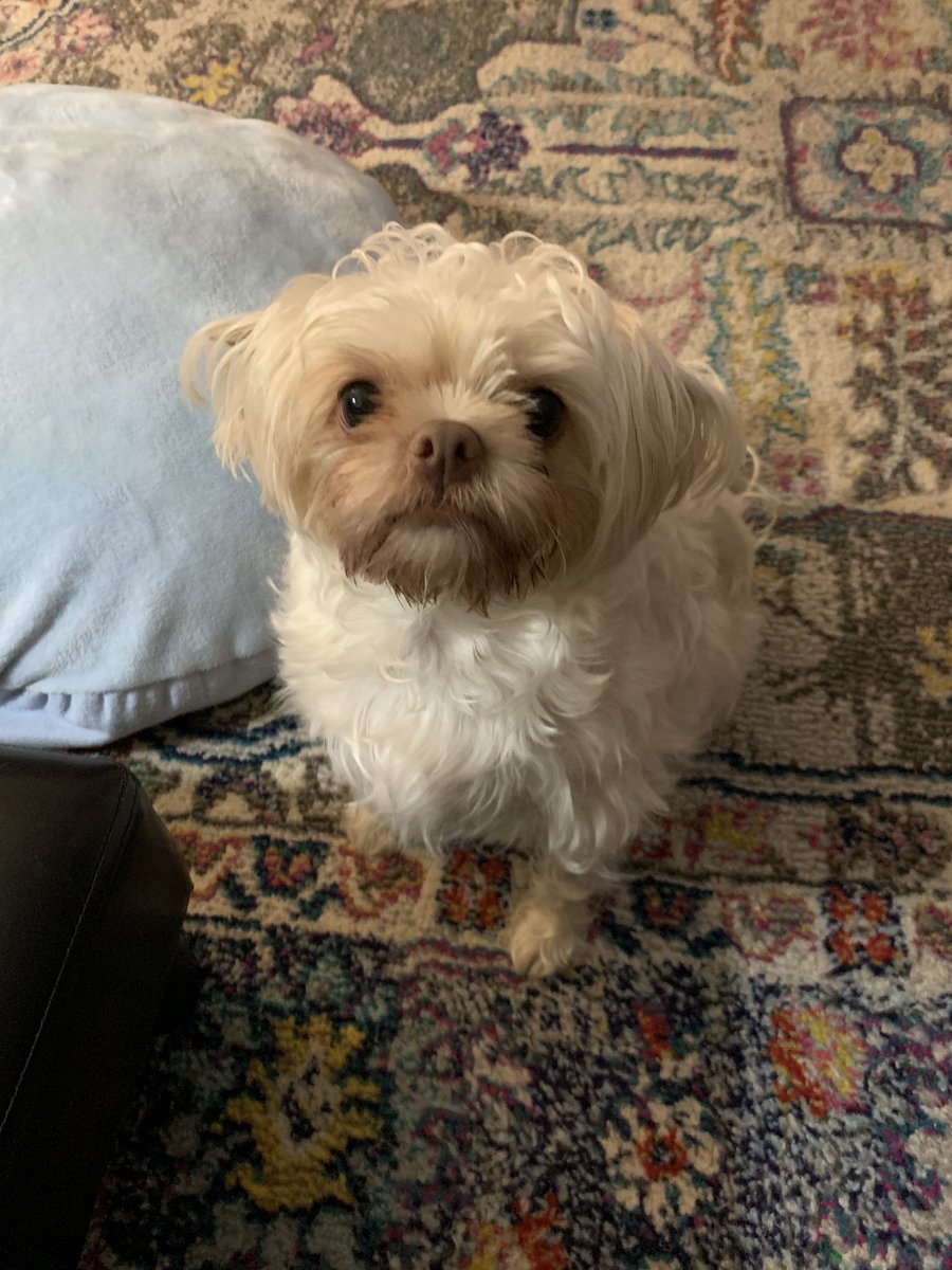 Me and the Pippa off to the groomer today. Momma says me looking a bit like a little Highland coo.
