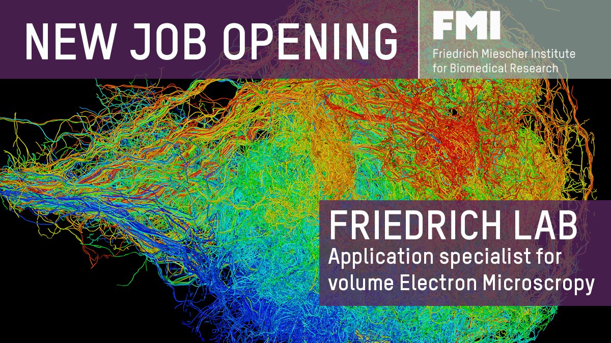 The Friedrich group at FMI is seeking a scientist to support electron microscopy projects in neuroscience with the goal to reconstruct ensembles of connected neurons. 

Full details here👉 bit.ly/3q5YBZa