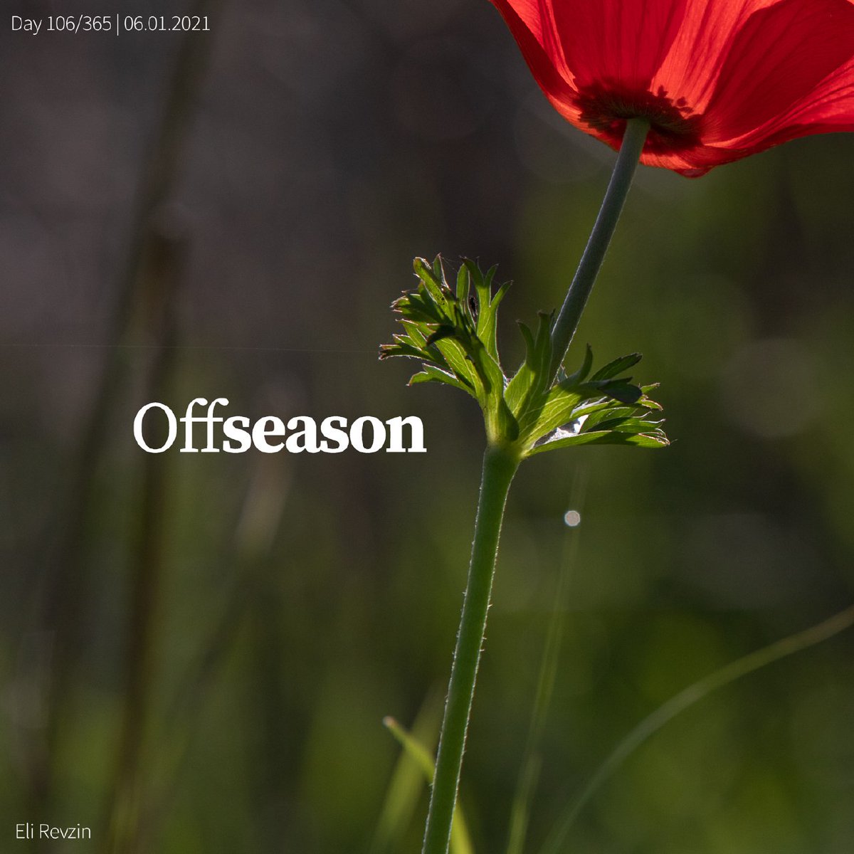 EliRevzin's tweet photo. Spring? Nah! Who wants to wait??
Flowers blooming all over the forest in a not-the-right-season display on the way to Jerusalem
Part of #typhot , a #daily #photo #Diary 

https://t.co/q2VbuhqCWz https://t.co/34aIoGTvUl