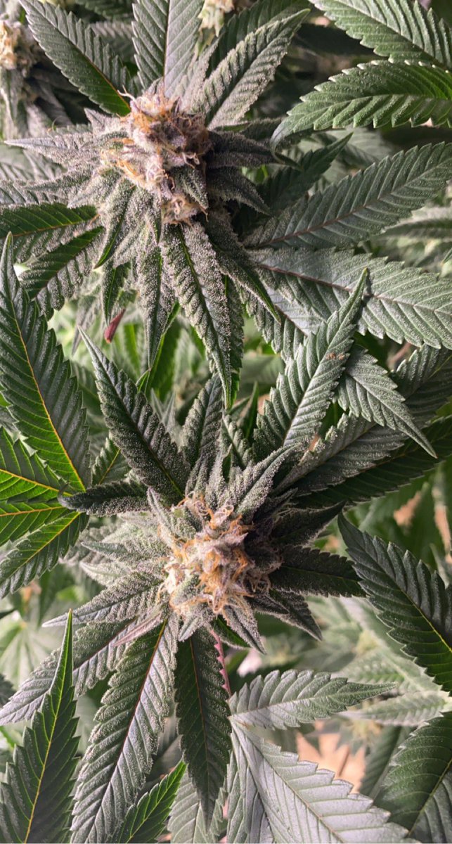 ChrisCannaGrow's tweet photo. Cream auto didn’t flower 🤷🏽‍♂️ so put it in to flower 💎💎💎😏😏😎@GrowersChoiceUS https://t.co/Zj6fmI1qeY