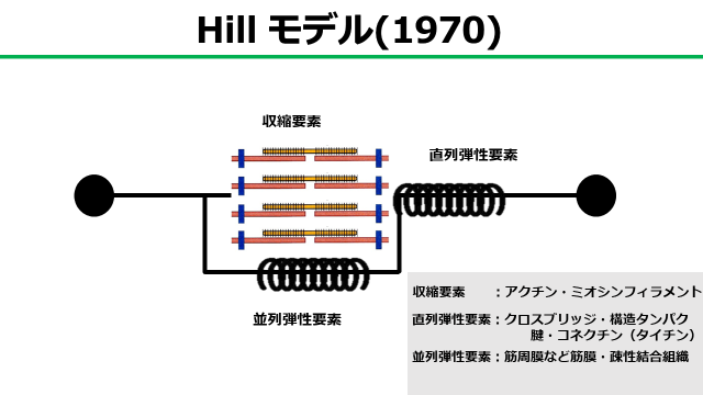 小林 龍樹 りゅうじゅ 理学療法士 On Twitter 骨格筋弾性特性 Ce 収縮要素 筋肉の動きをつくる アクチン ミオシン Sec 直列弾性要素 Ce延長線上の受動的弾性要素 クロスブリッジ コネクチン タイチン など Pec 並列弾性要素 Ceと並列に配置した受動的弾性