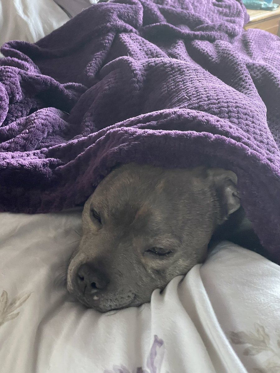 Happy 8th birthday to me. Sadly I’m feeling poorly 🤮💩 so it’s cuddles on the sofa for me #birthday #birthdaygirl #birthdaydog #poorly #sick 
#staffy #bluestaffy #staffordshirebullterrier #dontbullymybreed #staffyawareness #staffiesofinstagram #staffylove #dogsofinstagram