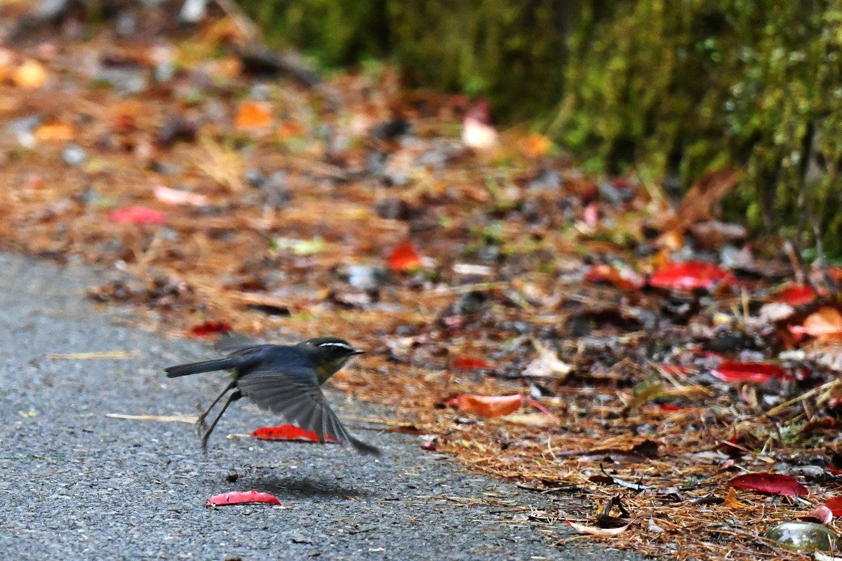 taiwanbirdguide's tweet photo. Bush Robins like to stand long the road side. This #WhiteBrowedBushRobin is flying across the road in #Tataka, #YushanNP

#NYBC #NYBCTaiwan #NYBCTaiwan2021 #NewYearBirdCount
#TaiwanBirdGuide #bird #birding #birdtour #Taiwan #TaiwanEndemicSubpecies https://t.co/LGMrIrLByW