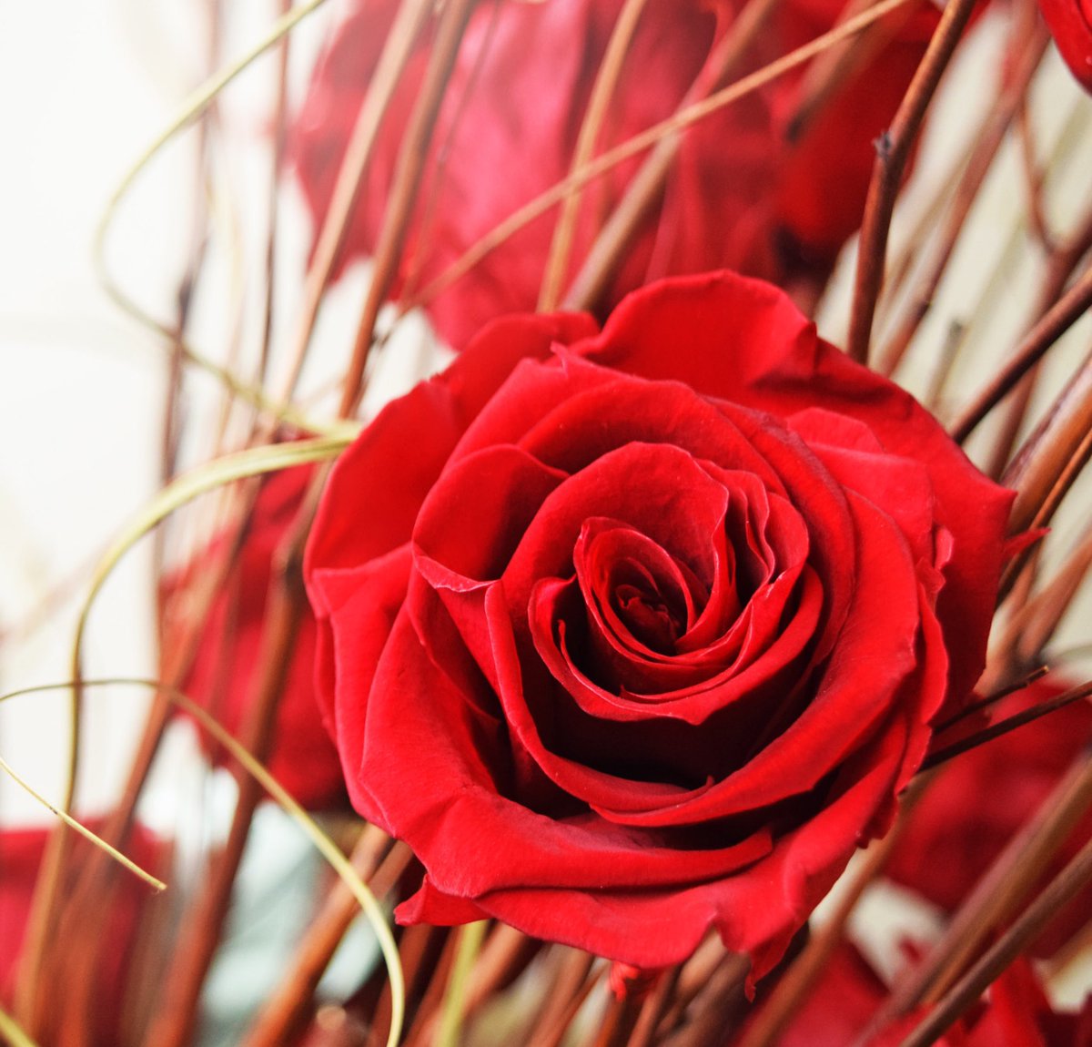 Almost a month for the season of love Save your red roses for Valentine’s Day.

Contact your sales rep. our go to lahaciendaflowers.com

#redroses #preservedroses #giveroses #love #valentinesday #valentinesdayseason #seasonoflove #roses #americanfarm #lhf #lahaciendaflowers