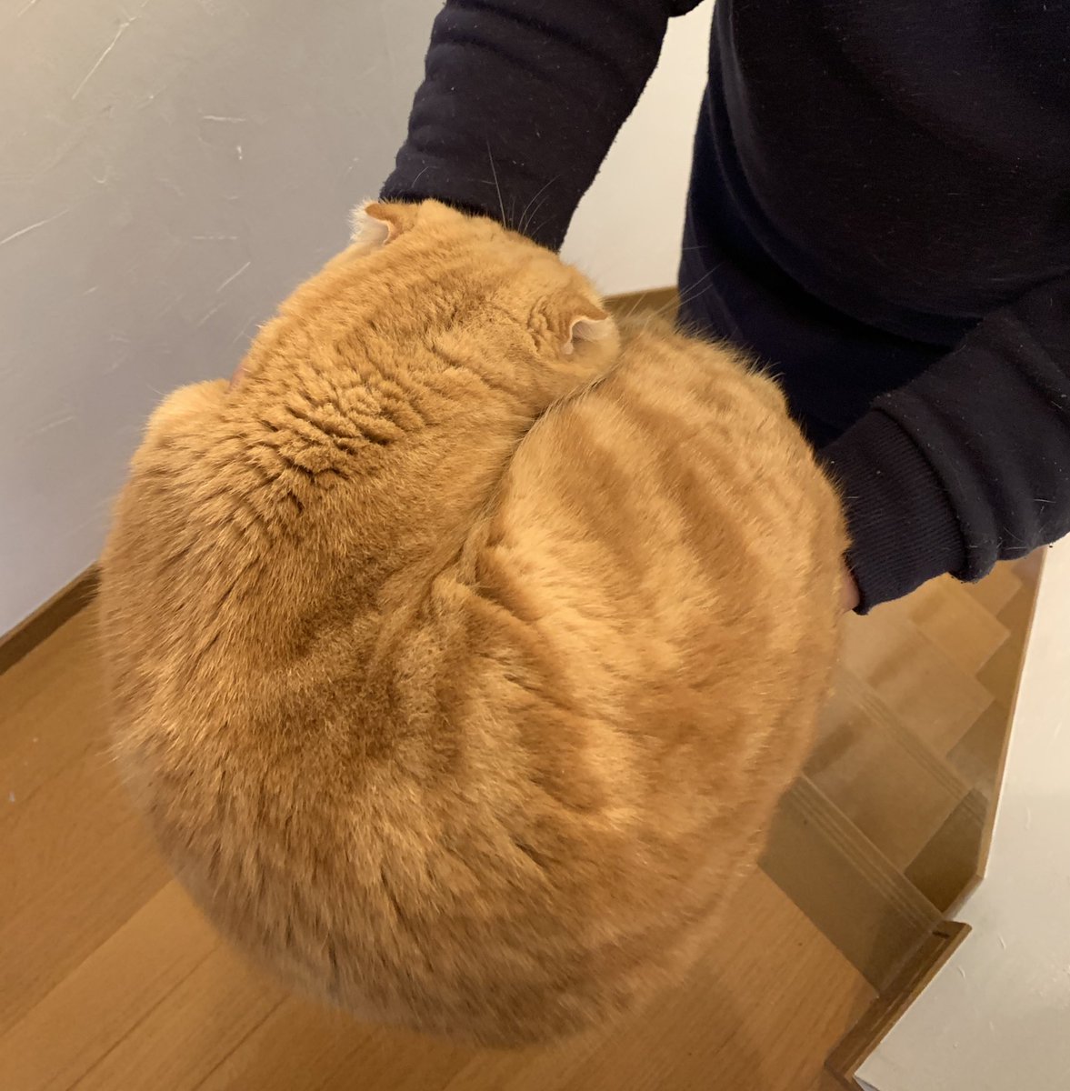 _transam's tweet image. 運搬のされ方よ…
#猫のいる暮らし