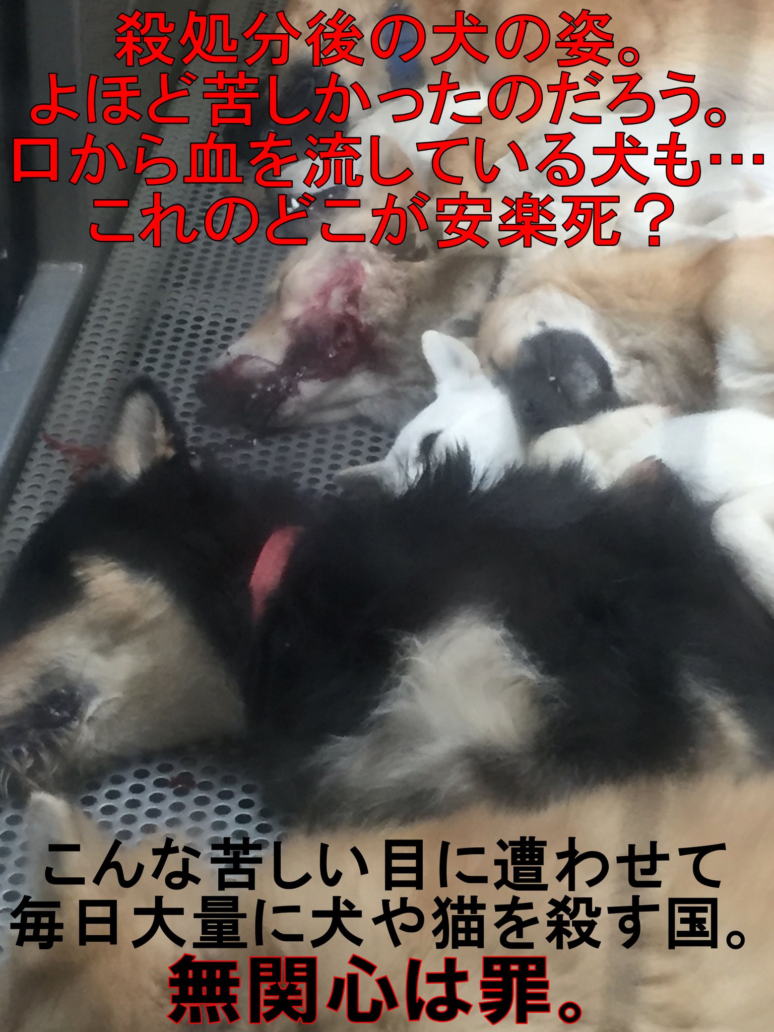 Veganさっち 迫害され続ける動物の声 今回ミンククジラが溺死させられた件で 日本の動物に対する扱いの酷さが全く変わってない事も改めて考える機会になった だって 日本で最も愛護されてる動物である犬や猫ですら いまだ殺処分機で何分もかけて Veganさっち 迫害され続ける動物の声 今回ミンククジラが溺死させられた件で 日本の動物に対する扱いの酷さが全く変わってない事も改めて考える機会になった だって 日本で最も愛護されてる動物である犬や猫ですら いまだ殺処分機で何分もかけて