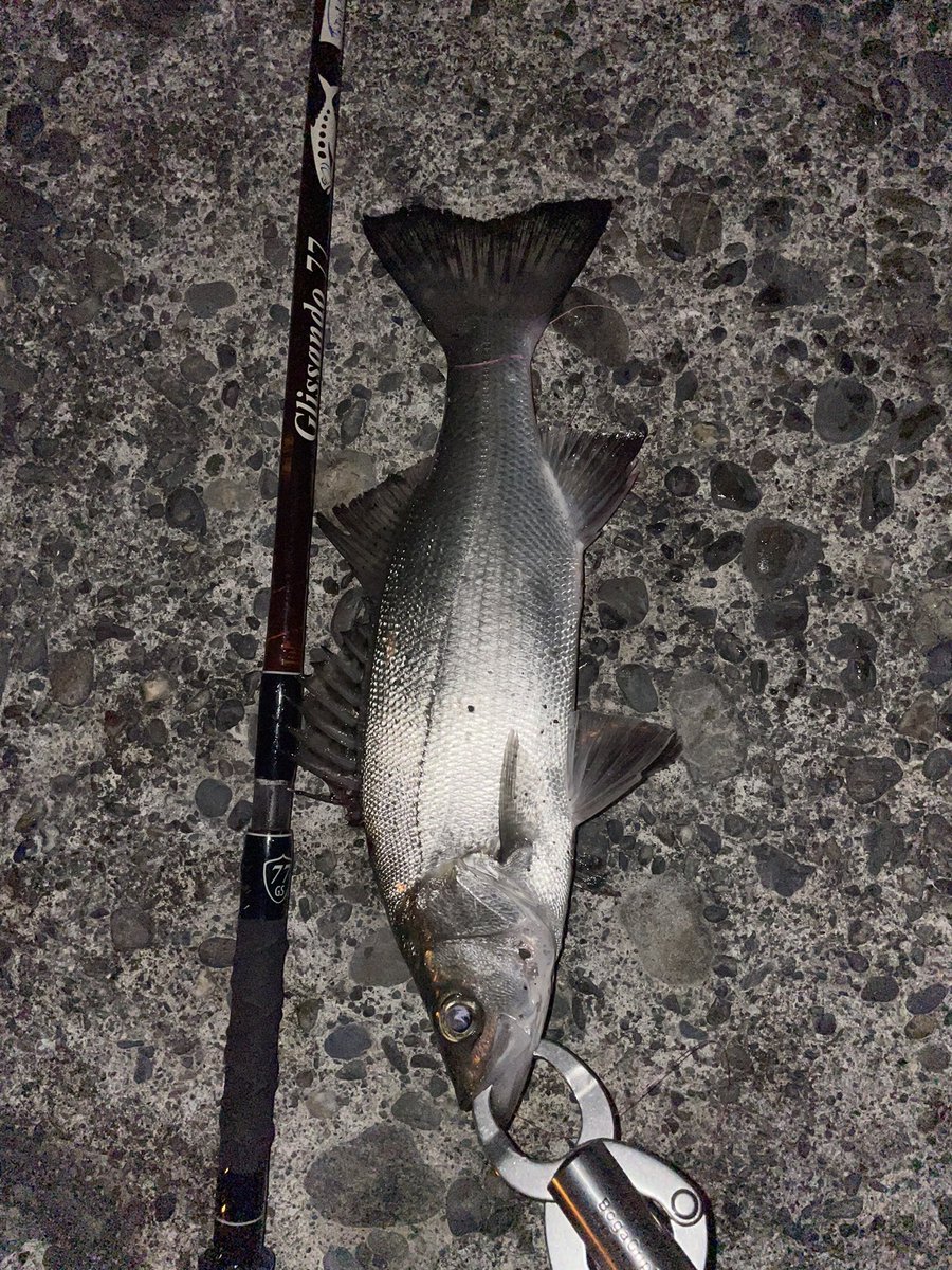 kyou0908_'s tweet photo. 初釣り
ばか寒い中で釣れた😰🍃
ヒラフッコ🎣
#ツララ https://t.co/TTT0EJqwHx