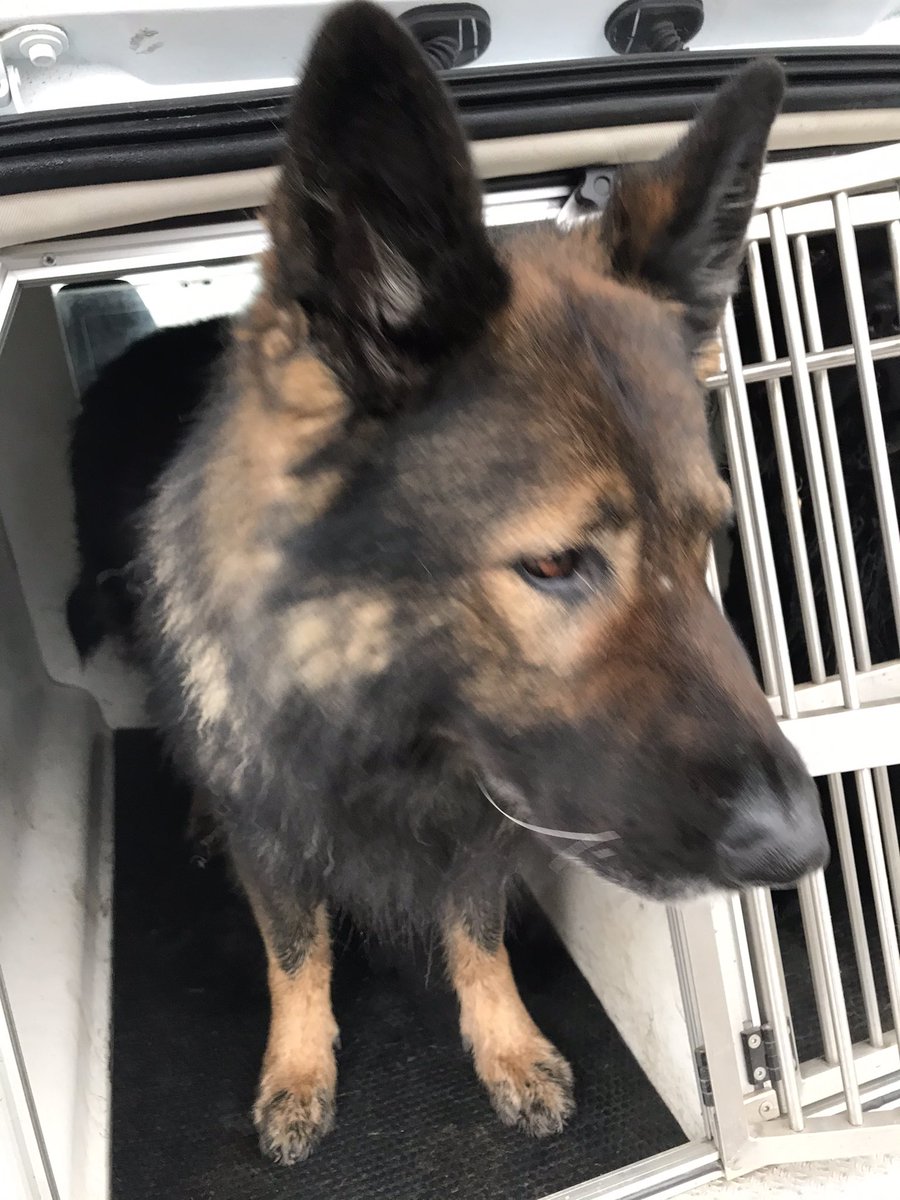 NicNic711's tweet photo. Look who came to see us to collect some tennis balls for his workmates🥰 #numberonepup #pdComet #socialdistancing #puppywalkerandproud https://t.co/dqFjC5riIj