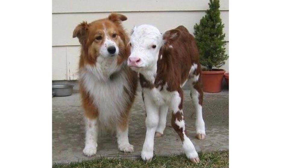 JohnOberg's tweet photo. Why love one but eat the other? 🤨 https://t.co/SBtqO4ZGxA