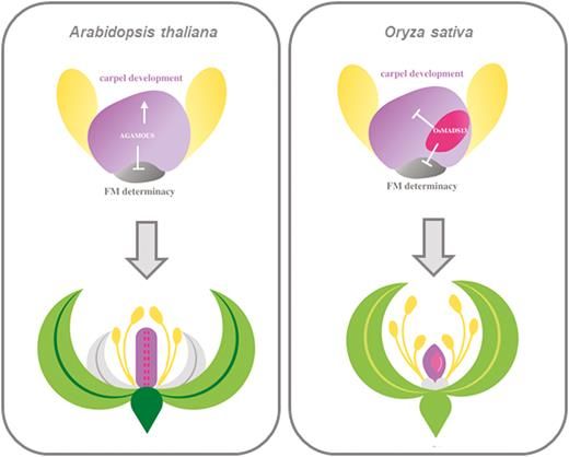 JXBot's tweet image. Transcriptome analysis reveals #rice MADS13 as an important repressor of the carpel development pathway in ovules bit.ly/38kNq9a @michela_osnato @APilatone Soraya Pelaz, Martin M Kater and collleagues @CRAGENOMICA @LaStatale